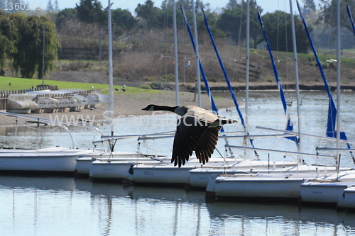 Image of Goose and boats