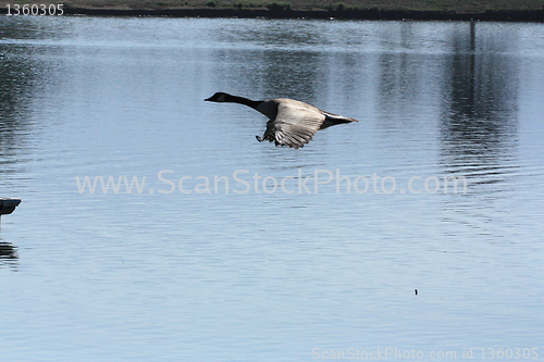 Image of Goose over water