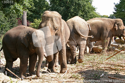Image of elephants