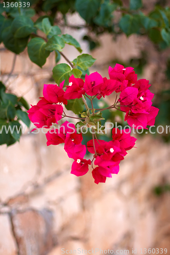 Image of  small red flowers in the shape of a heart