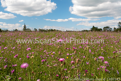 Image of  wild pink flowers field under blue cloud sky