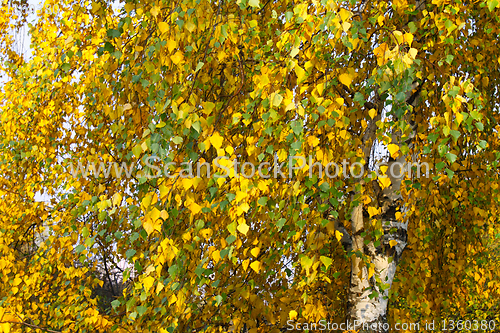 Image of autumn leaves of birch tree