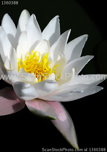 Image of blooming white water lily