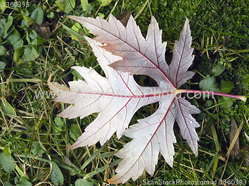 Image of Autumn: leaf