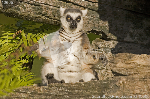 Image of Lemur