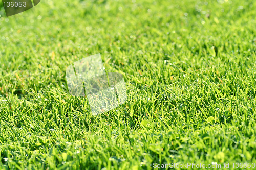 Image of green grass horizontal