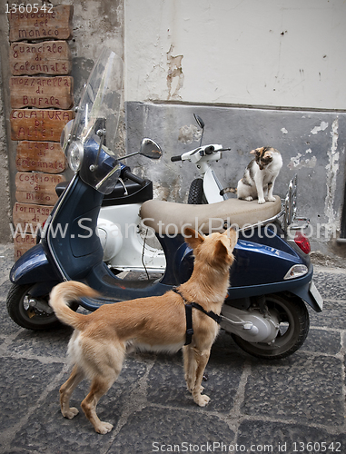 Image of Cat and dog in love