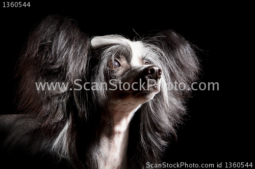 Image of Chinese Crested