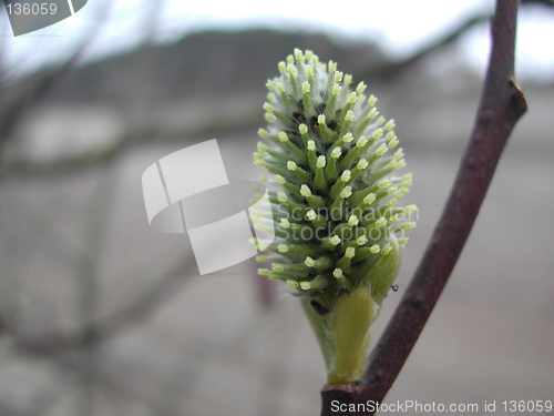 Image of Grey willow / catkins