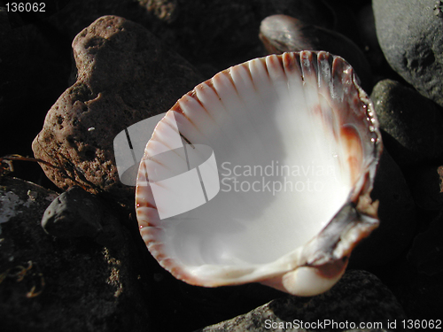 Image of Shell