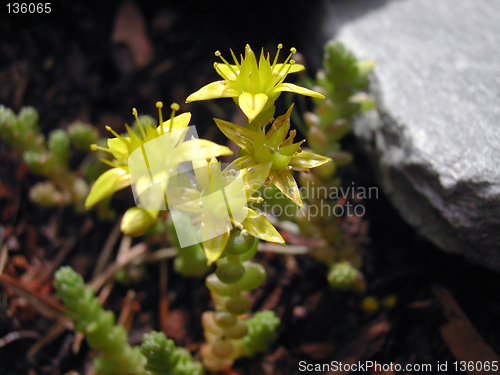 Image of Sedum
