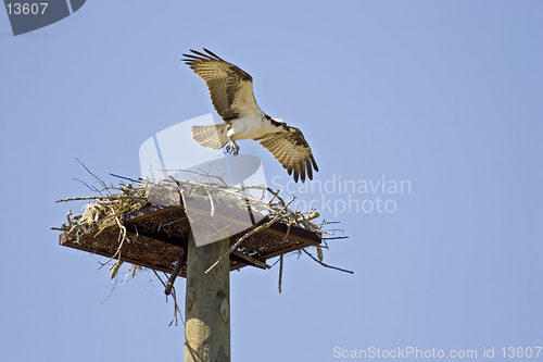 Image of Osprey