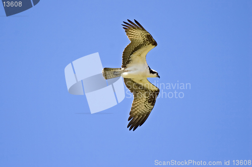 Image of Osprey