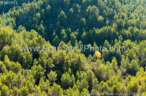 Image of Mediterranean pine tree forest