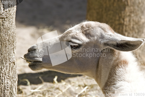 Image of Llama