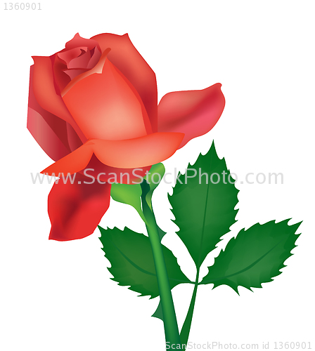 Image of Beautiful vector rose