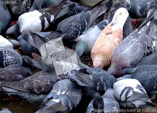 Image of Pigeons