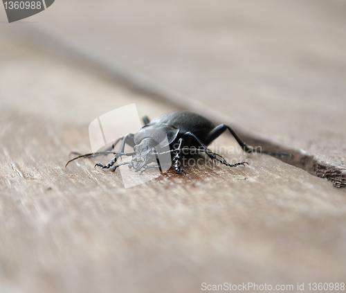 Image of Ground beetles