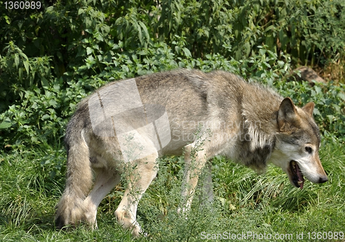 Image of Grey Wolf
