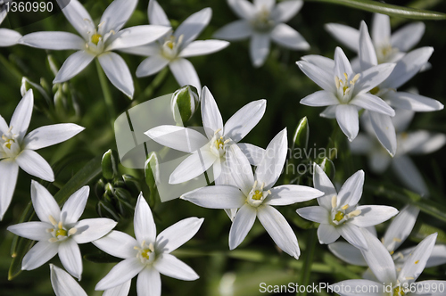 Image of floral background