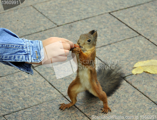 Image of Squirrel feeding