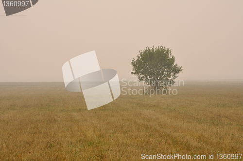Image of Lonely tree in a misty field.