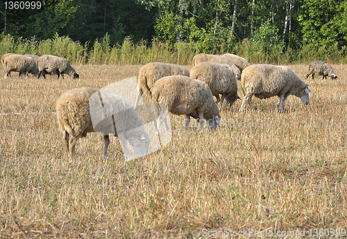 Image of grazing sheep