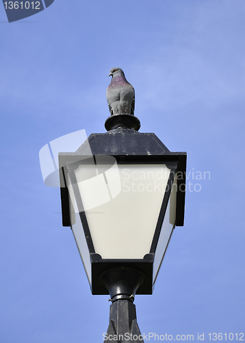 Image of Pigeon on the lamp
