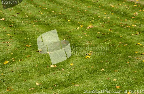 Image of background of the lawn