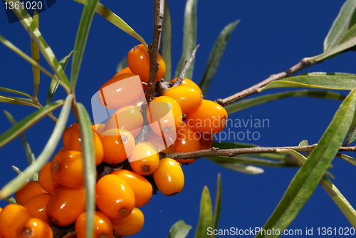 Image of sea-buckthorn berries