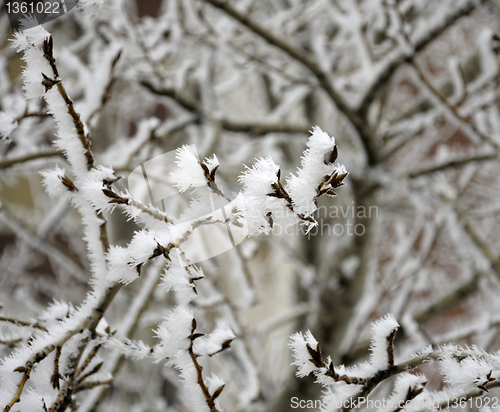 Image of icy tree branches