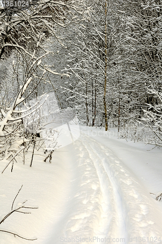 Image of winter forest