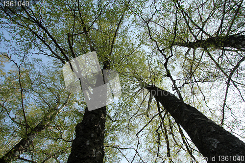 Image of Birch tree's