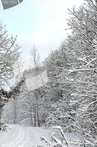 Image of winter forest