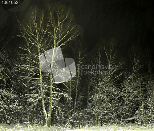 Image of snowstorm in the night forest