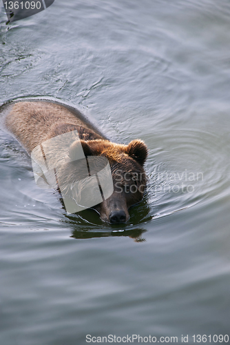 Image of Swimming Bear