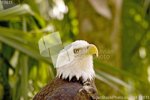 Image of Eagle