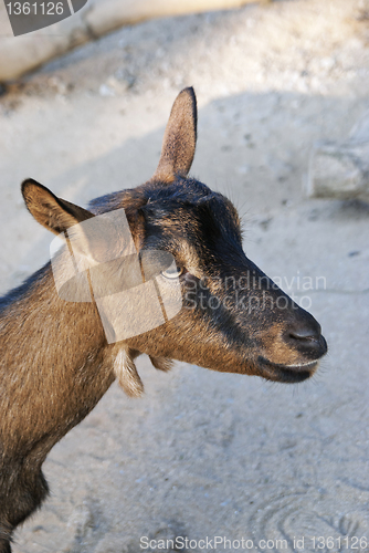 Image of Goat