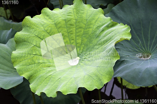 Image of Green Lotus leaf with drop inside