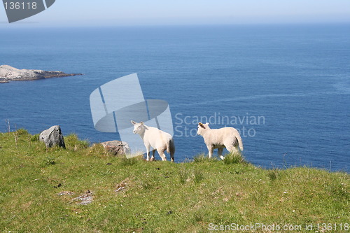 Image of Lambs on the Edge