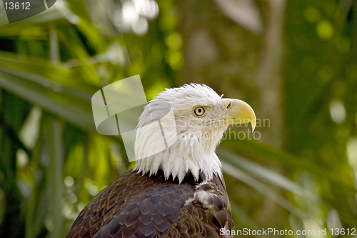 Image of Eagle