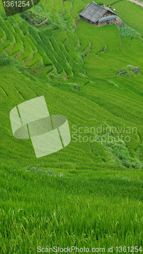 Image of Rice terraces in Sapa Valley, Vietnam