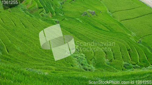 Image of Rice terraces in Sapa Valley, Vietnam