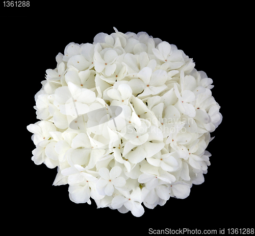 Image of viburnum flower on a black background