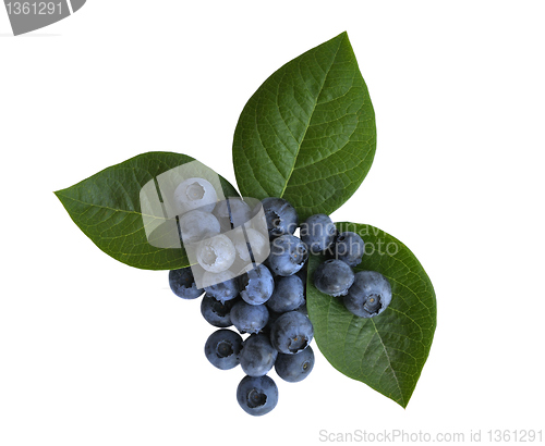 Image of blueberry