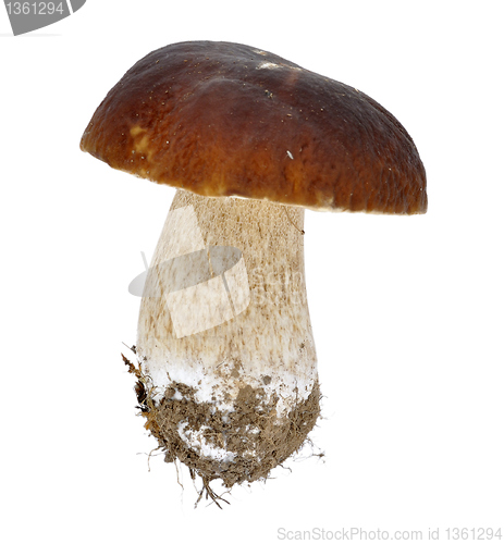 Image of  cep isolated on white background