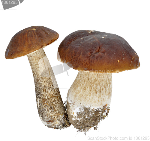 Image of  cep isolated on white background