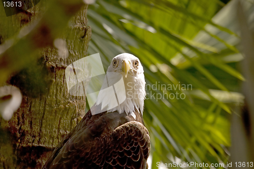 Image of Eagle