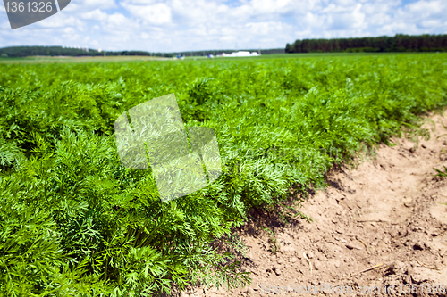 Image of Field with carrot