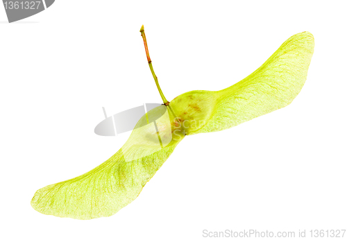 Image of Maple seeds (isolated)